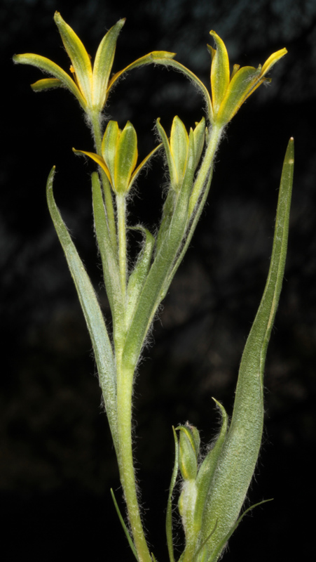 Liliacées - Gagea sp2 - Andalousie Sra Carloza red 2.jpg