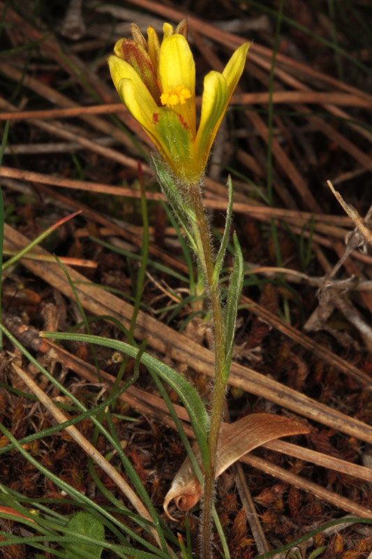 Liliacées - Gagea sp1 - Andalousie Sra Segura red 1.jpg