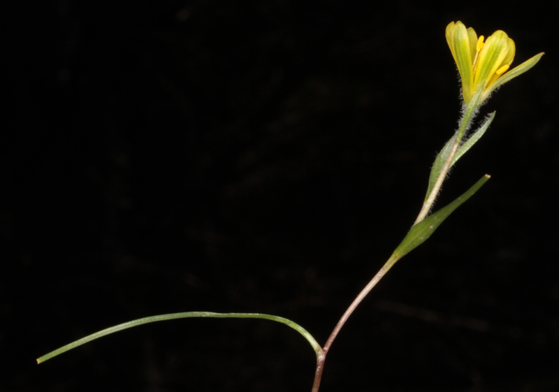 Liliacées - Gagea sp1 - Andalousie Sra Segura red 2.jpg