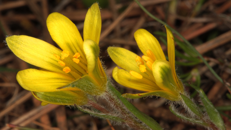 Liliacées - Gagea sp1 - Andalousie Sra Segura red 3.jpg