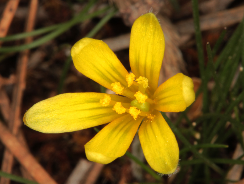 Liliacées - Gagea sp1 - Andalousie Sra Segura red 4.jpg