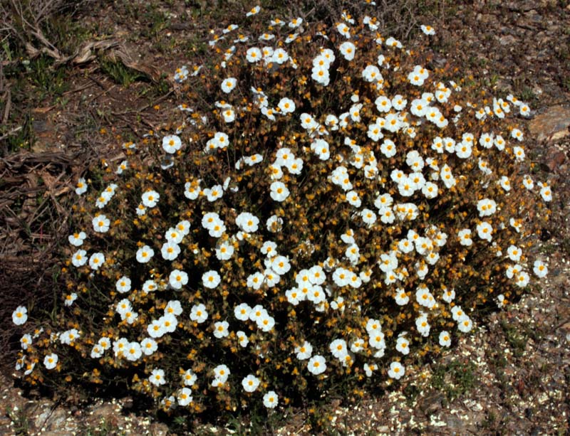 Cistacées - Helianthemum sp 1 - Nord Sra Nevada red 1.jpg