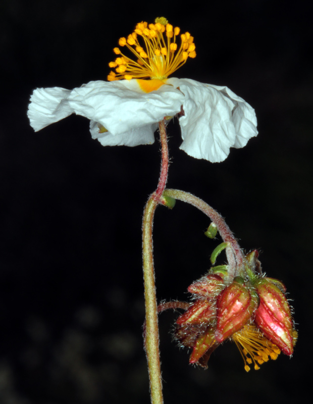 Cistacées - Helianthemum sp 1 - Nord Sra Nevada red 2.jpg