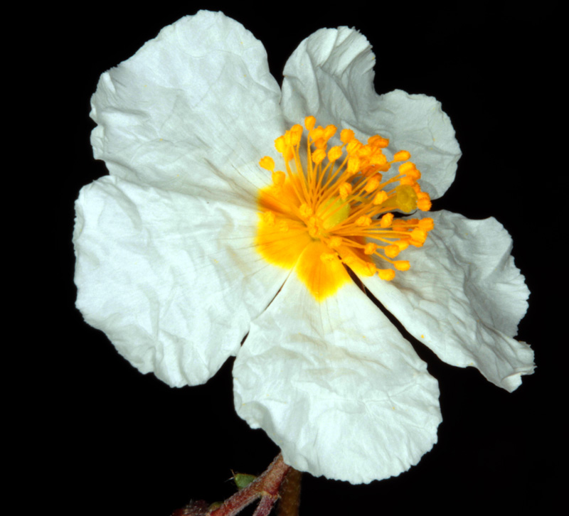 Cistacées - Helianthemum sp 1 - Nord Sra Nevada red 3.jpg