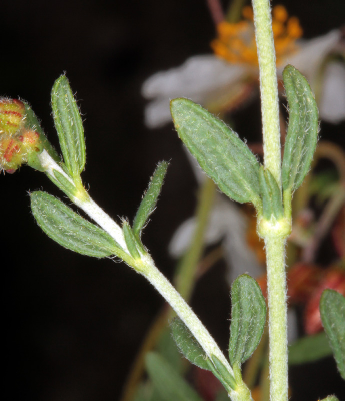 Cistacées - Helianthemum sp 1 - Nord Sra Nevada red 4.jpg