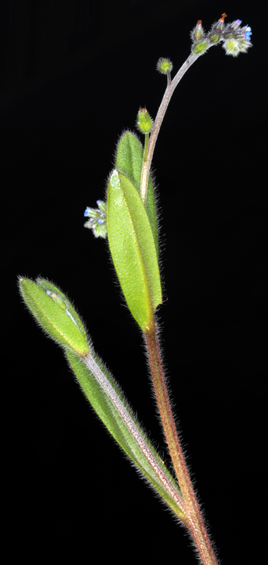 Boraginacées - Myosotis sp2 - Castilla-Mancha RED 1.jpg