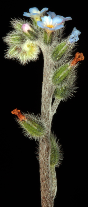 Boraginacées - Myosotis sp2 - Castilla-Mancha RED 2.jpg