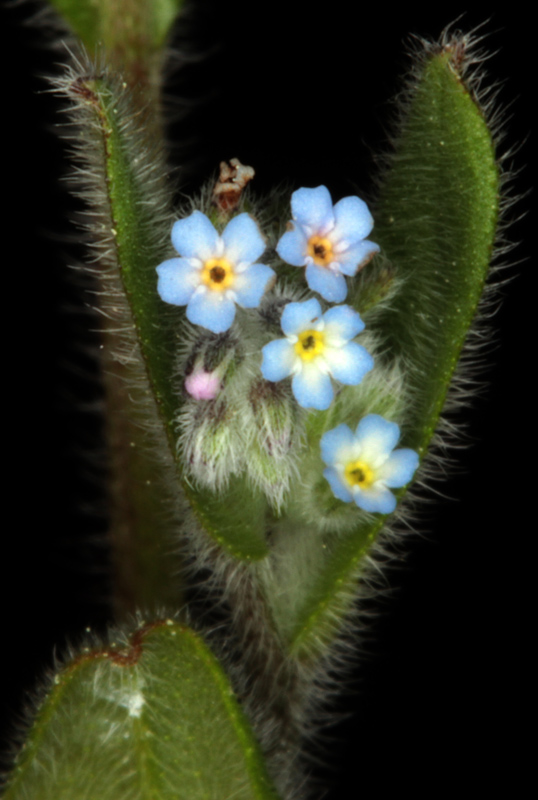 Boraginacées - Myosotis sp2 - Castilla-Mancha RED 3.jpg