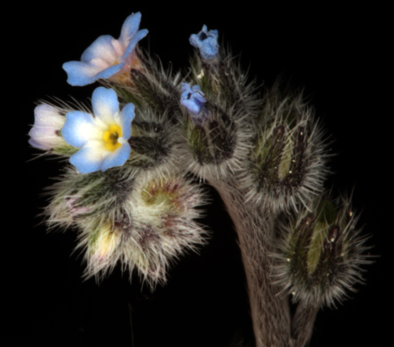 Boraginacées - Myosotis sp2 - Castilla-Mancha RED 4.jpg