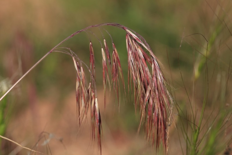 Anisantha tectorum .jpg