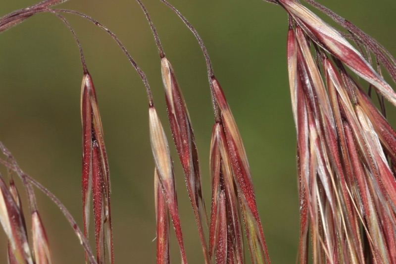 Anisantha tectorum (1).jpg