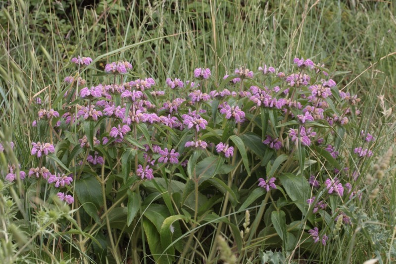 Phlomis herba-venti (1).jpg