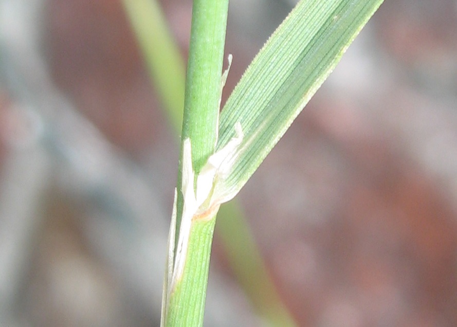 ligule.jpg