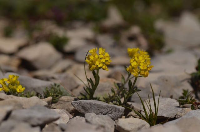 Alyssum montanum L..JPG