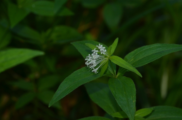 Asperula taurina L..JPG