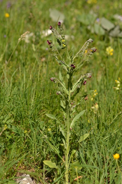 Cynoglossum officinale L..JPG