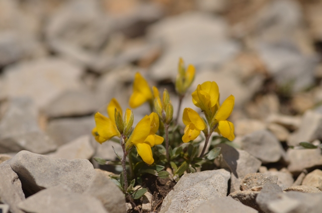 Genista delphinensis Verl..JPG