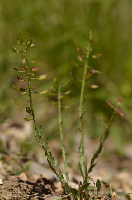 Lepidium villarsii Godr..JPG