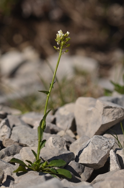 Noccaea montana subsp. villarsiana (Jord.) Kerguélen (20).JPG