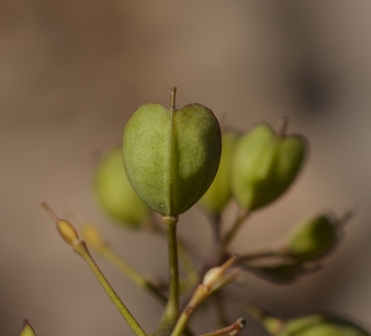 Noccaea montana subsp. villarsiana (Jord.) Kerguélen (23).JPG