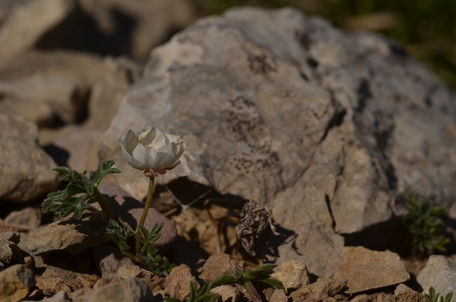 Ranunculus seguieri Vill..JPG