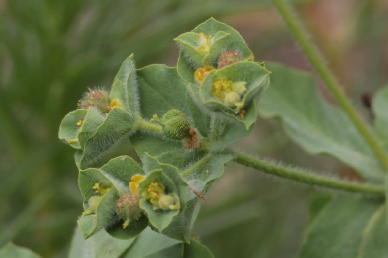 Euphorbia hirsuta (2).jpg