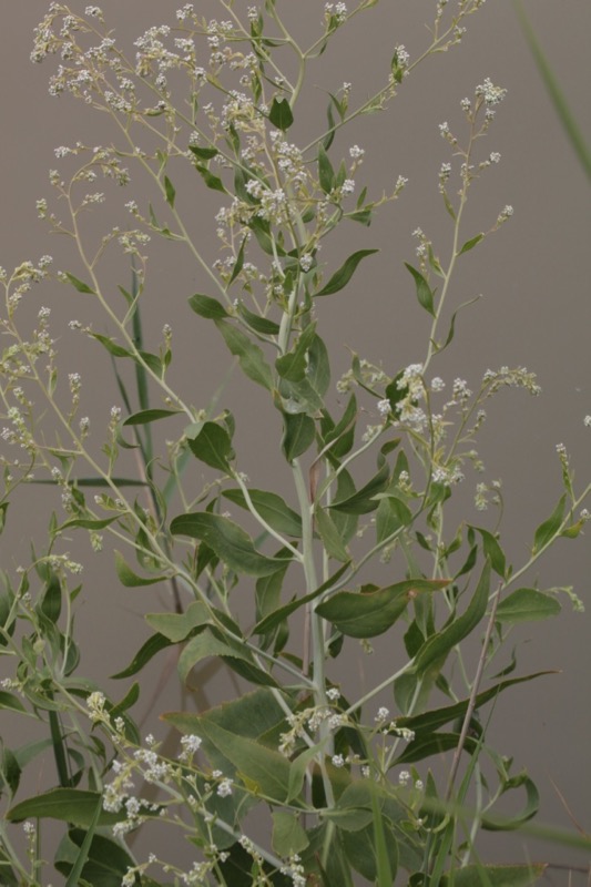 Lepidium latifolium.jpg