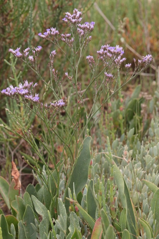 Limonium narbonense.jpg