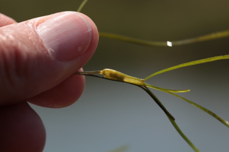 Althenia filiformis.jpg