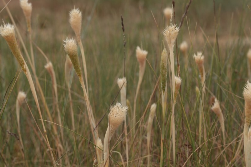 Phalaris paradoxa.jpg