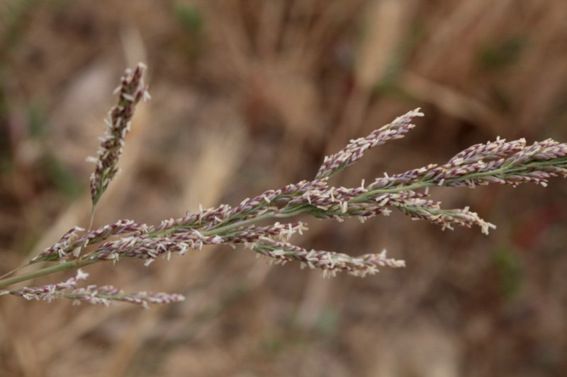 Puccinellia fasciculata.jpg