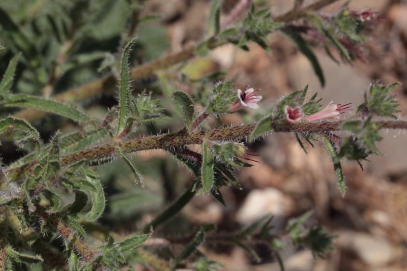 Echium asperrimum.jpg