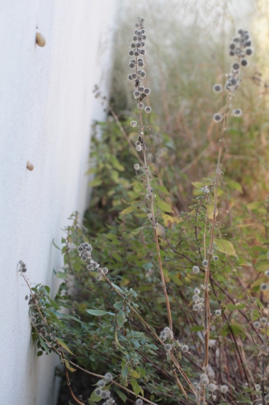 Urtica pilulifera.jpg