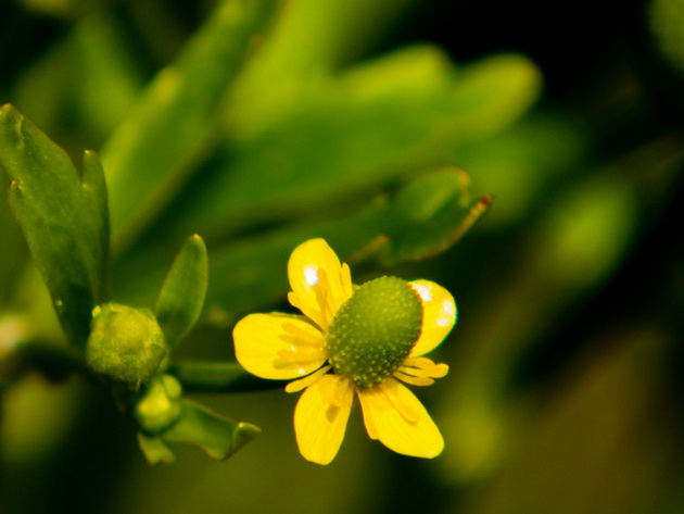 Fleurs_Jaunes_2.jpg