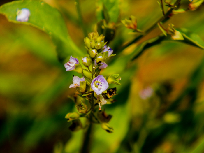 Fleurs_Bleues_dunes_2.jpg