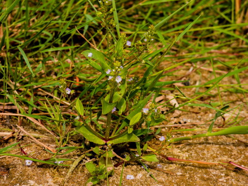 Fleurs_Bleues_dunes_1.jpg