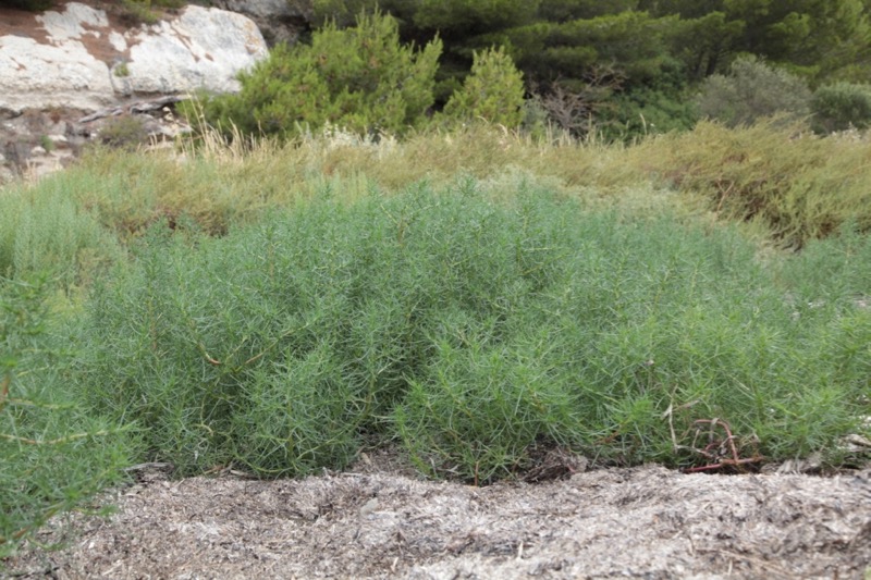 Salsola soda.jpg