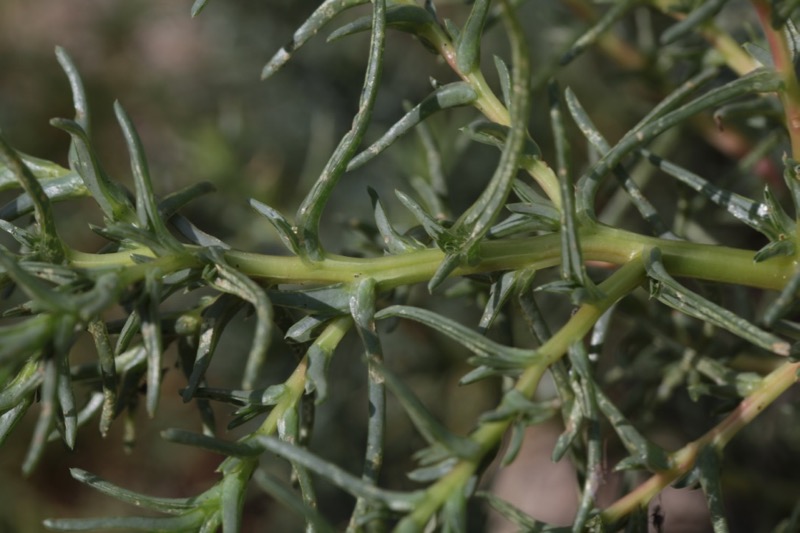 Salsola soda (1).jpg