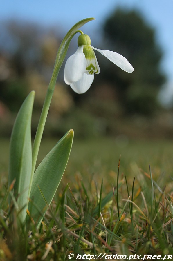 Perce-neige