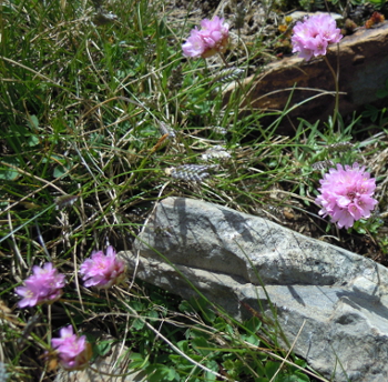 armeria01.JPG