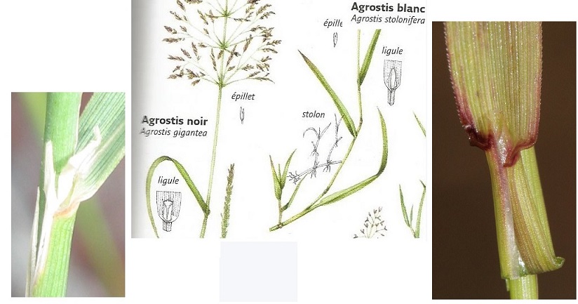 agrostis2.jpg