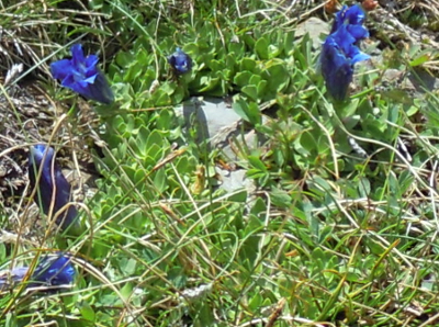 gentiana01.JPG