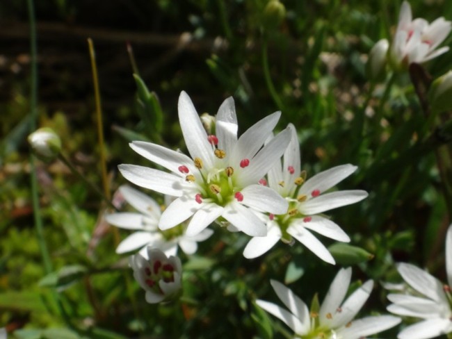 07b-Stellaria humifusa.jpg