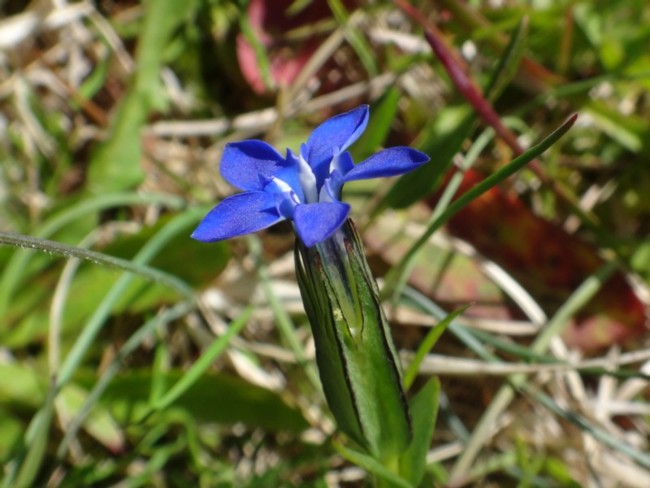 09b-Gentiana nivalis.jpg