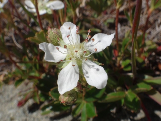 10b-Sibbaldia tridentata.jpg