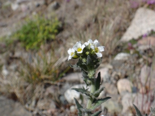 13b-Draba incana.jpg