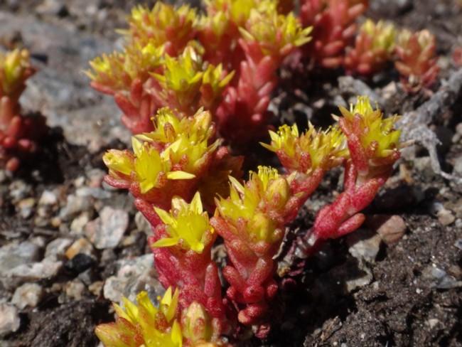 15b-Sedum annuum.jpg