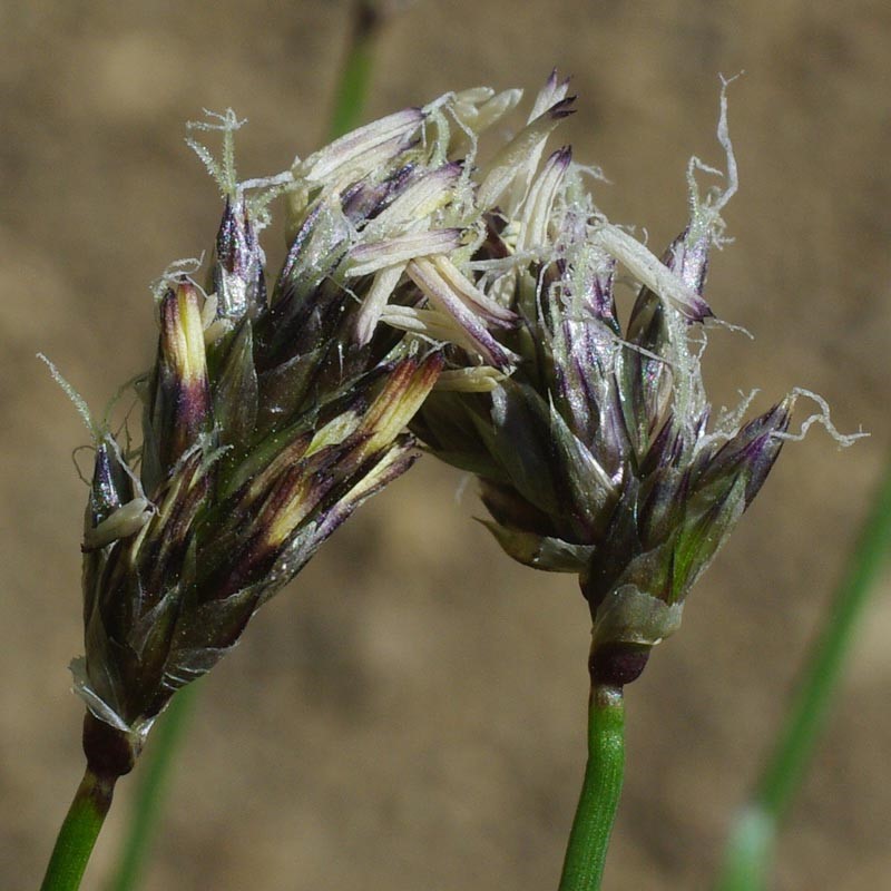 Inflorescences (gros plan)