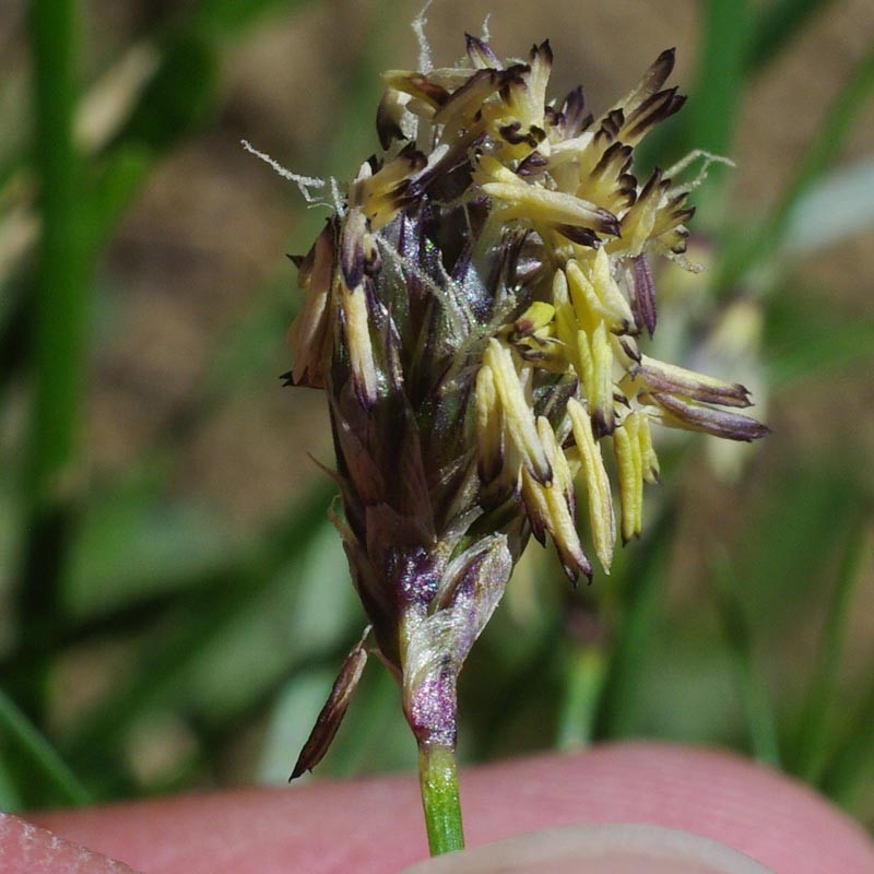 Inflorescence