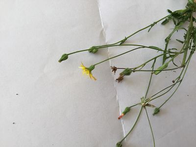 Crepis sp 4_opt.jpg